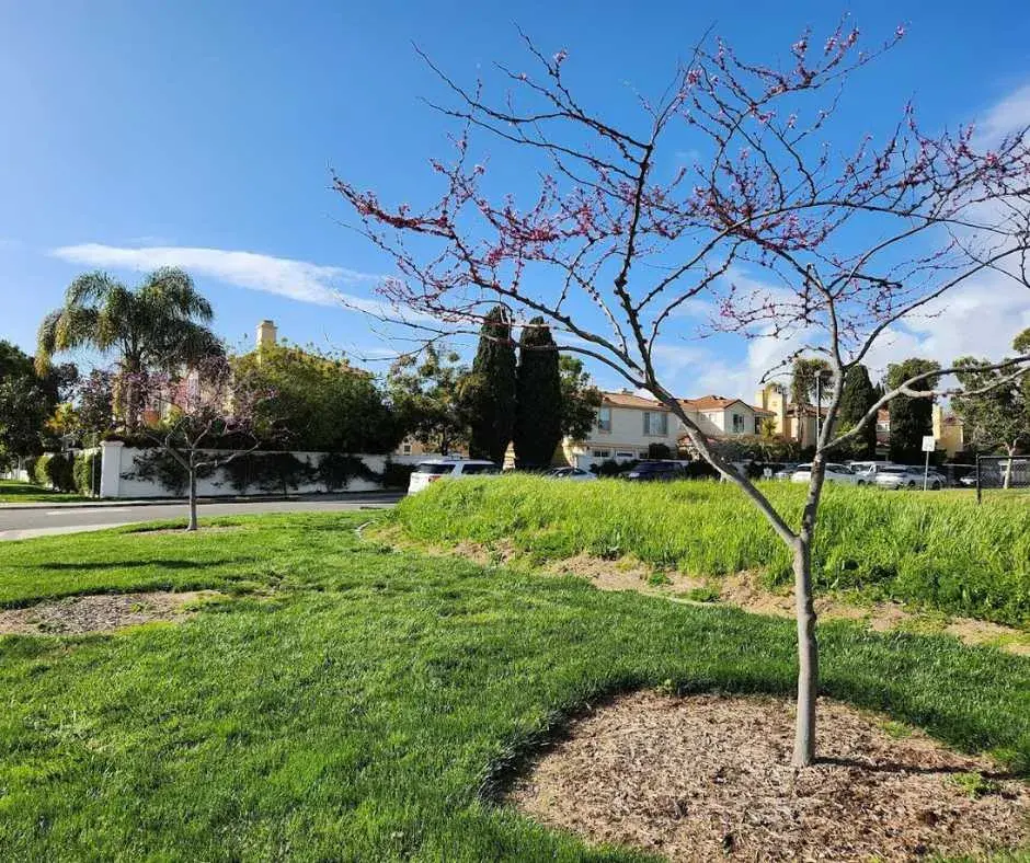 Leash-Free Park