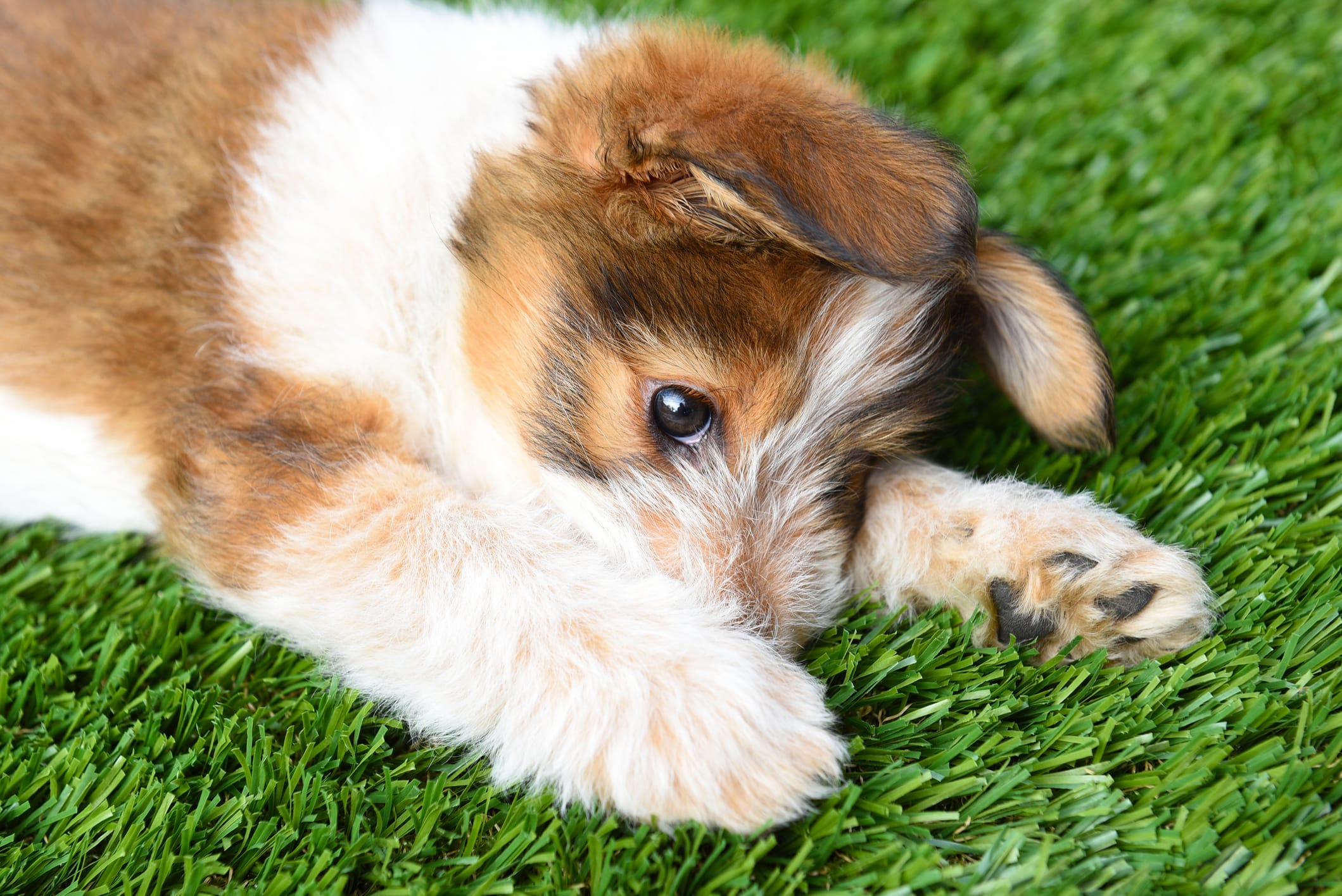 Artificial Grass Installation San Diego